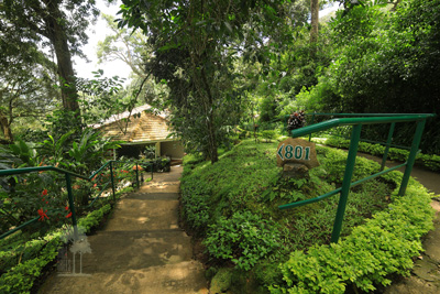 Tall Trees Munnar