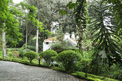 Tall Trees Munnar