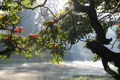 Tall Trees Munnar