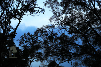 Tall Trees Munnar