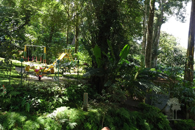 Tall Trees Munnar