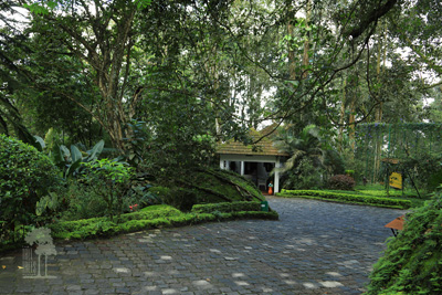 Tall Trees Munnar