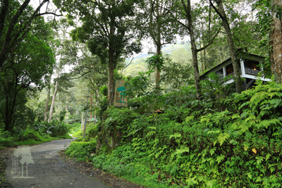 Tall Trees Munnar