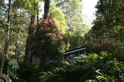 Tall Trees Munnar