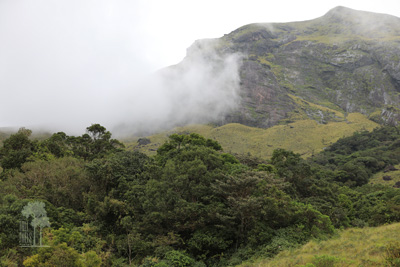 Tall Trees Munnar