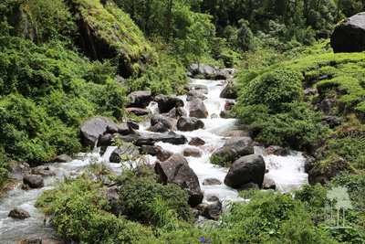 Tall Trees Munnar