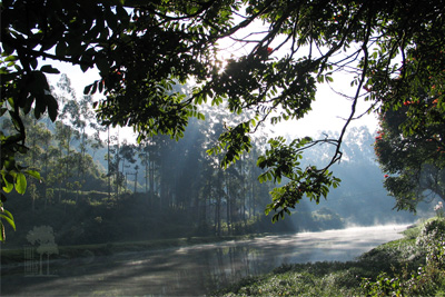 Tall Trees Munnar