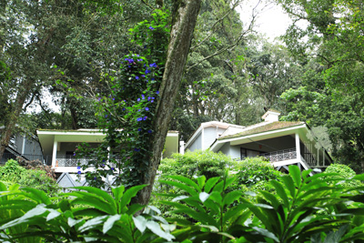 Tall Trees Munnar