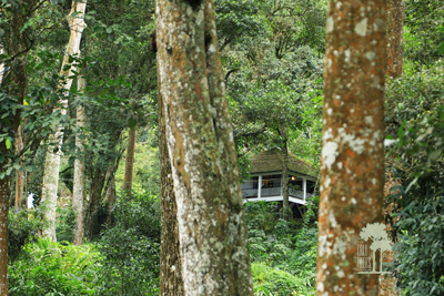 Tall Trees Munnar