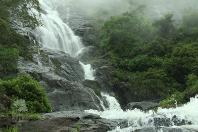 Tall Trees Munnar