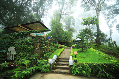 Tall Trees Munnar