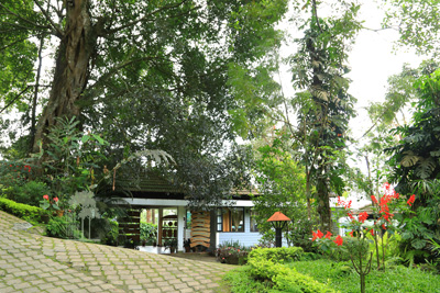 Tall Trees Munnar