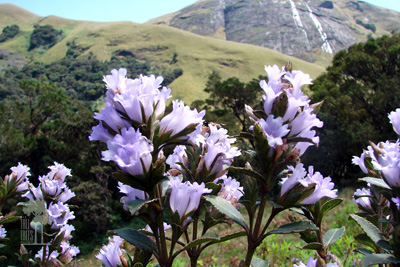 Tall Trees Munnar