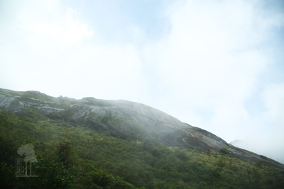 Tall Trees Munnar