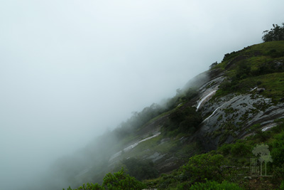 Tall Trees Munnar