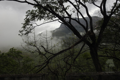 Tall Trees Munnar