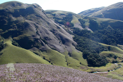 Tall Trees Munnar