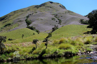 Tall Trees Munnar