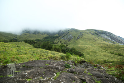 Tall Trees Munnar