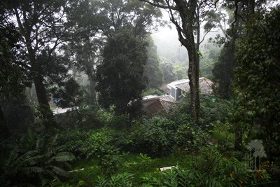 Tall Trees Munnar