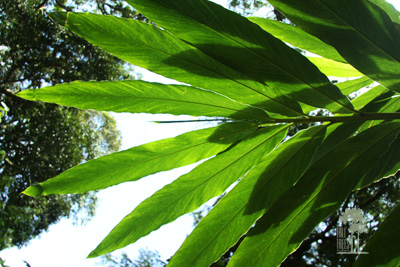 Tall Trees Munnar