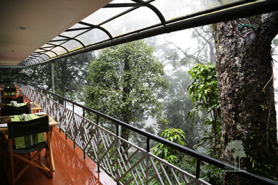 Tall Trees Munnar