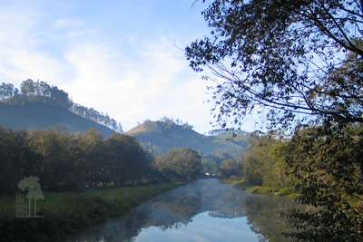 Tall Trees Munnar