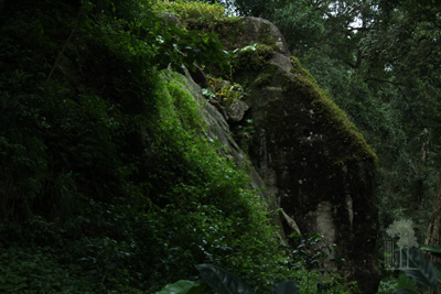 Tall Trees Munnar