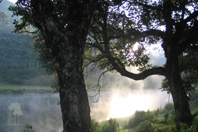 Tall Trees Munnar