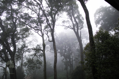 Tall Trees Munnar