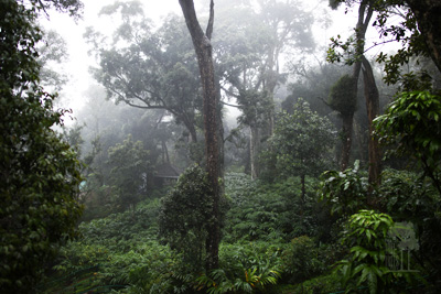 Tall Trees Munnar