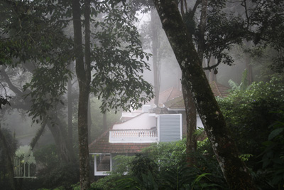 Tall Trees Munnar