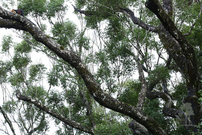 Tall Trees Munnar