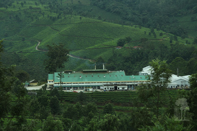 Tall Trees Munnar