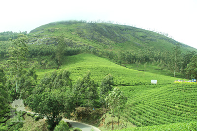 Tall Trees Munnar