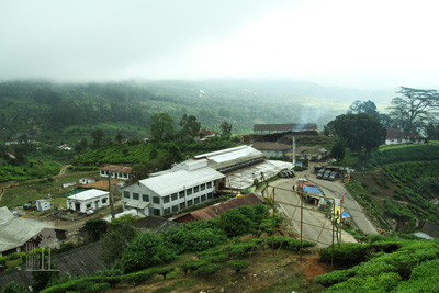 Tall Trees Munnar