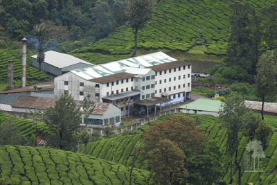 Tall Trees Munnar