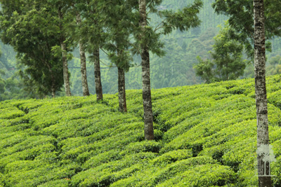 Tall Trees Munnar